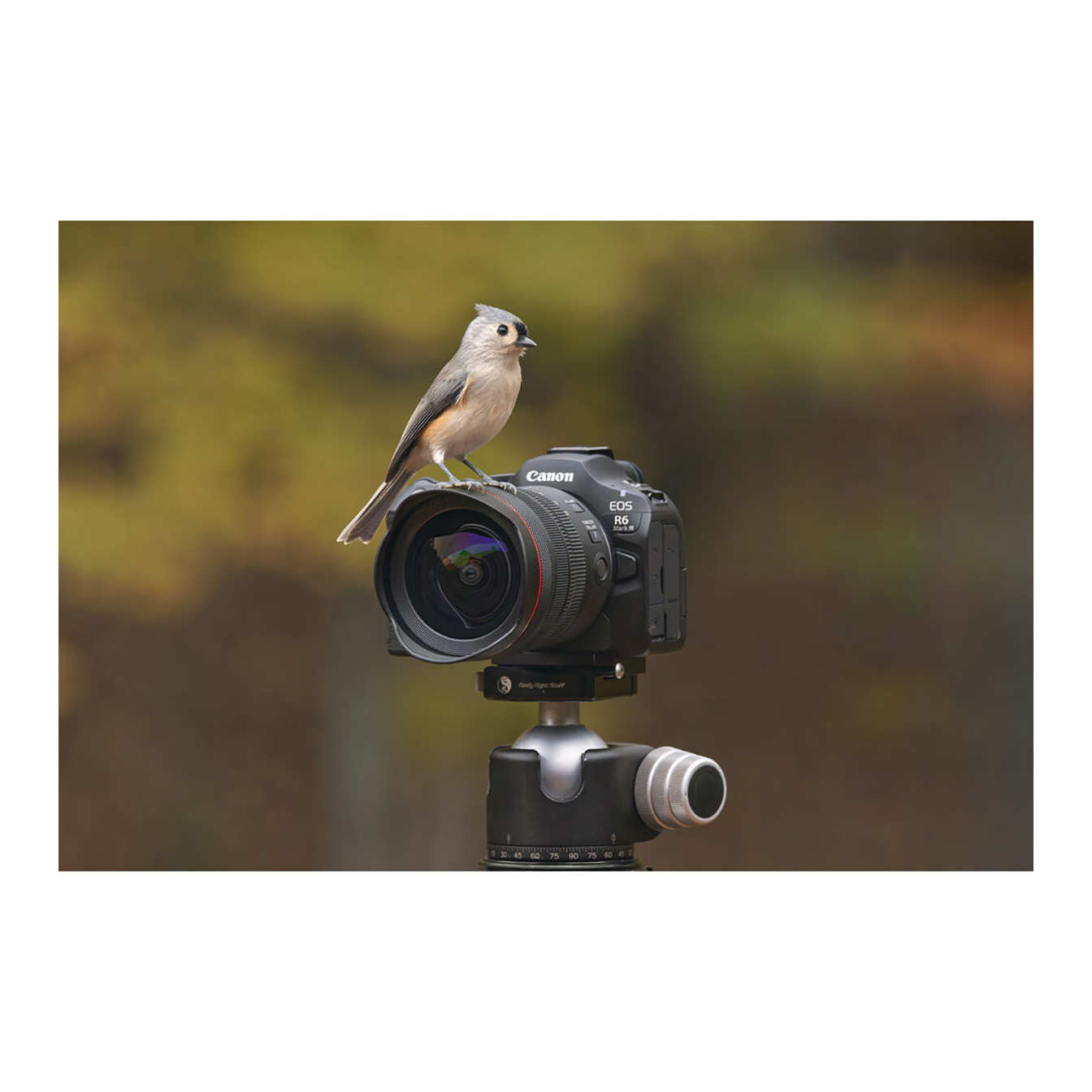 Canon EOS R6 Mark III Mirrorless Camera with Stop Motion Animation Firmware - Image 11
