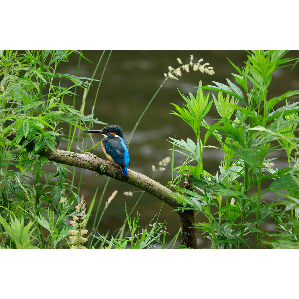 Canon RF 100-400mm f/5.6-8 IS USM Lens - Image 6