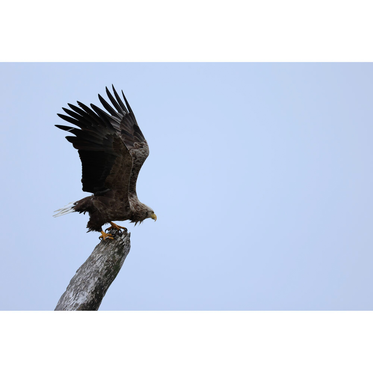 Canon RF 100-400mm f/5.6-8 IS USM Lens - Image 7