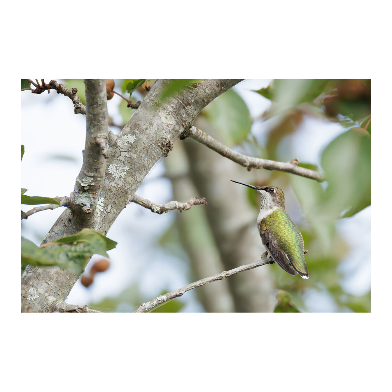 Canon RF 200-800mm f/6.3-9 IS USM Lens (Canon RF) - Image 18