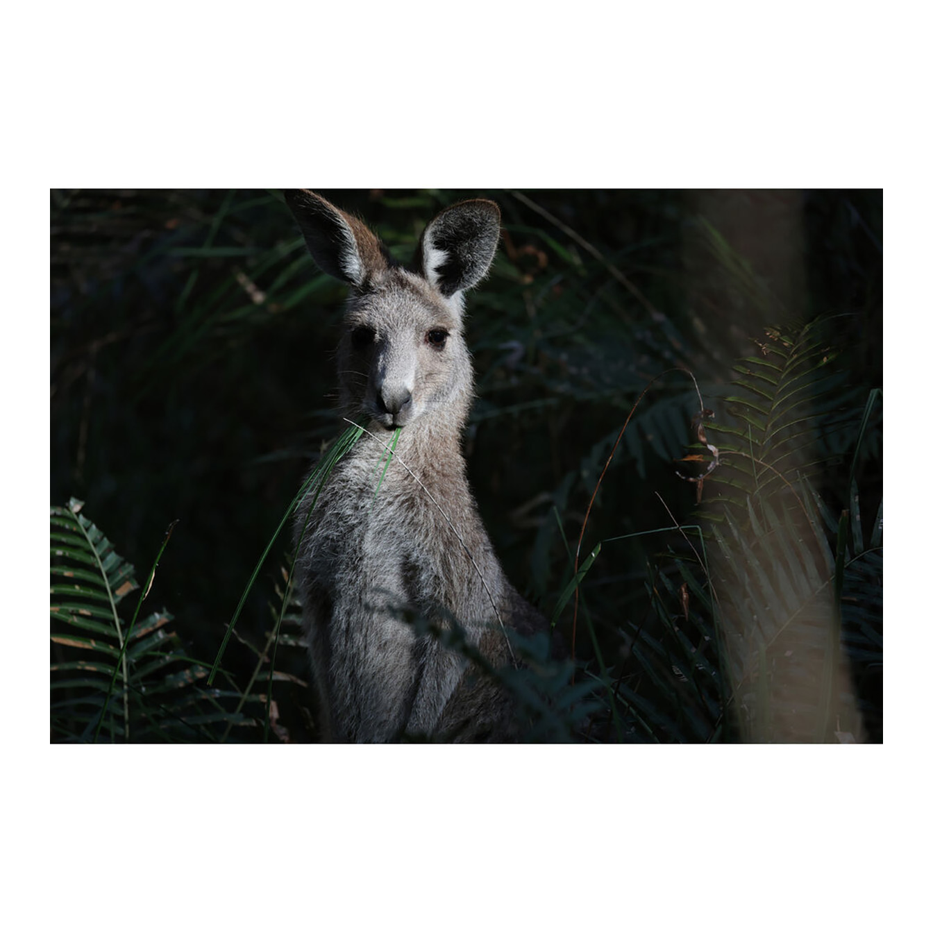 Canon RF 200-800mm f/6.3-9 IS USM Lens (Canon RF) - Image 19