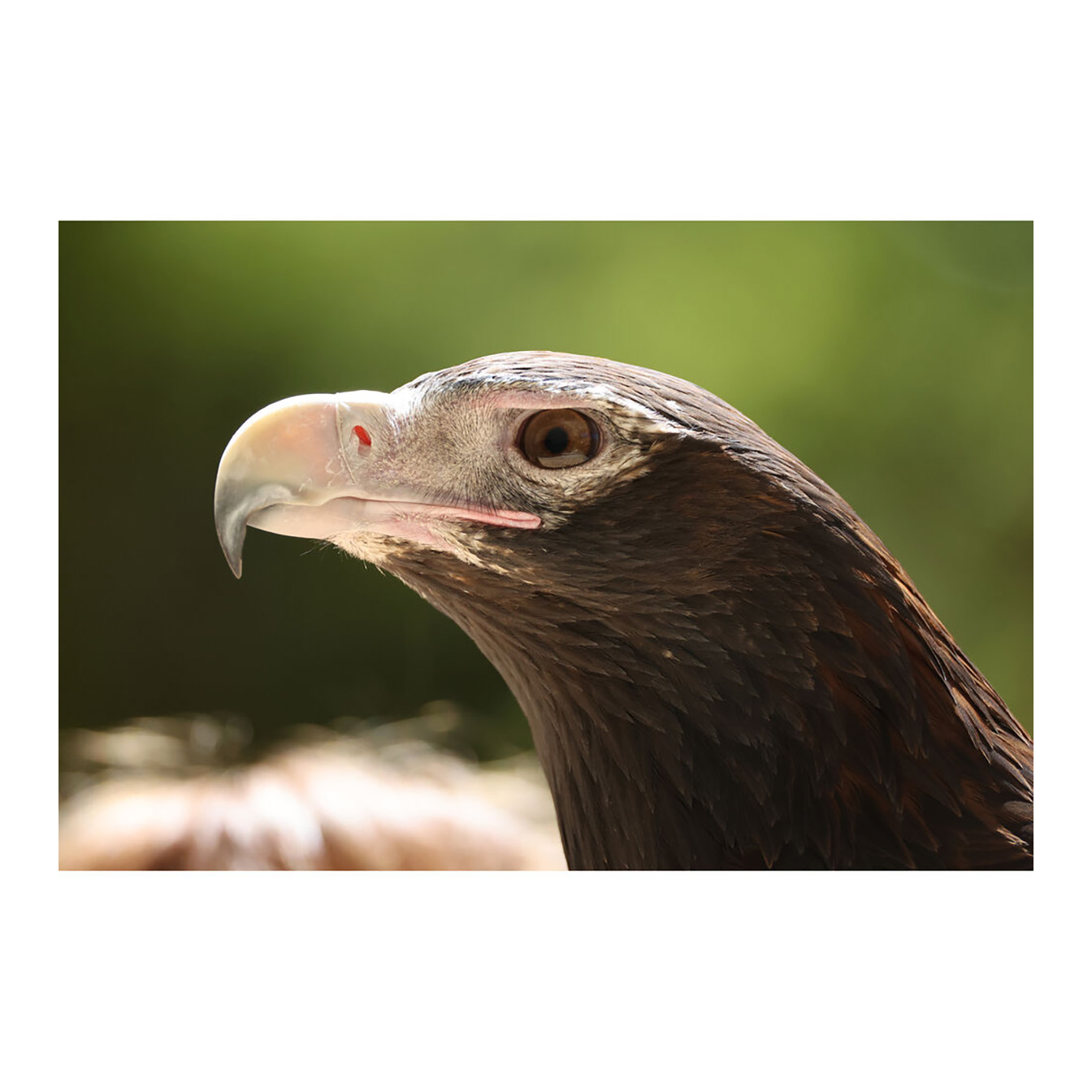 Canon RF 200-800mm f/6.3-9 IS USM Lens (Canon RF) - Image 20