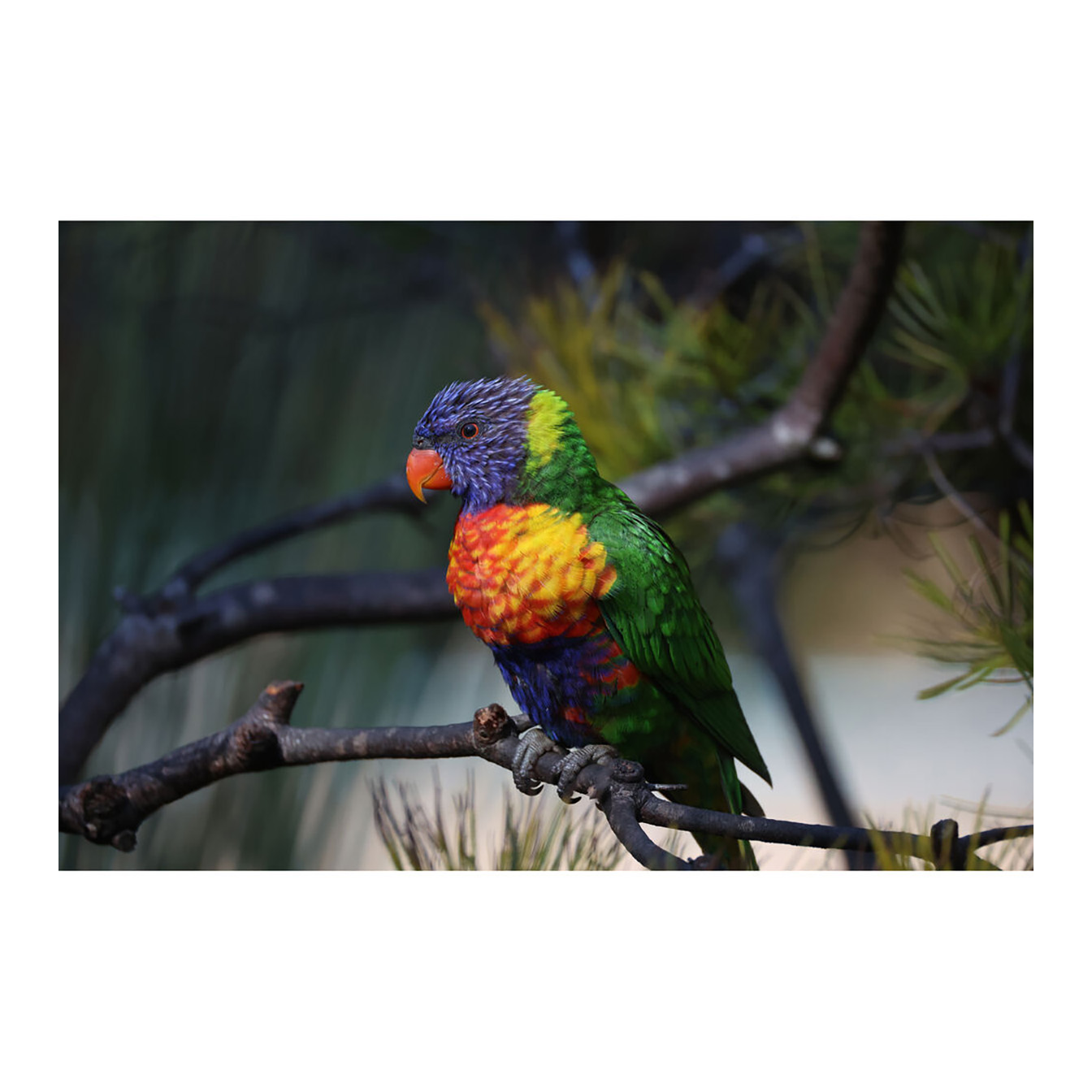 Canon RF 200-800mm f/6.3-9 IS USM Lens (Canon RF) - Image 23