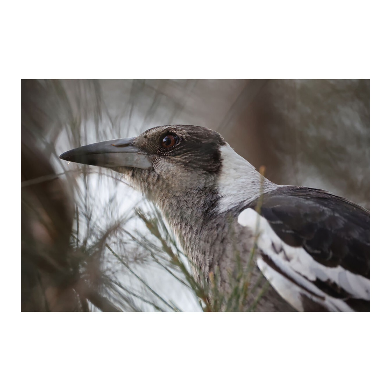 Canon RF 200-800mm f/6.3-9 IS USM Lens (Canon RF) - Image 25