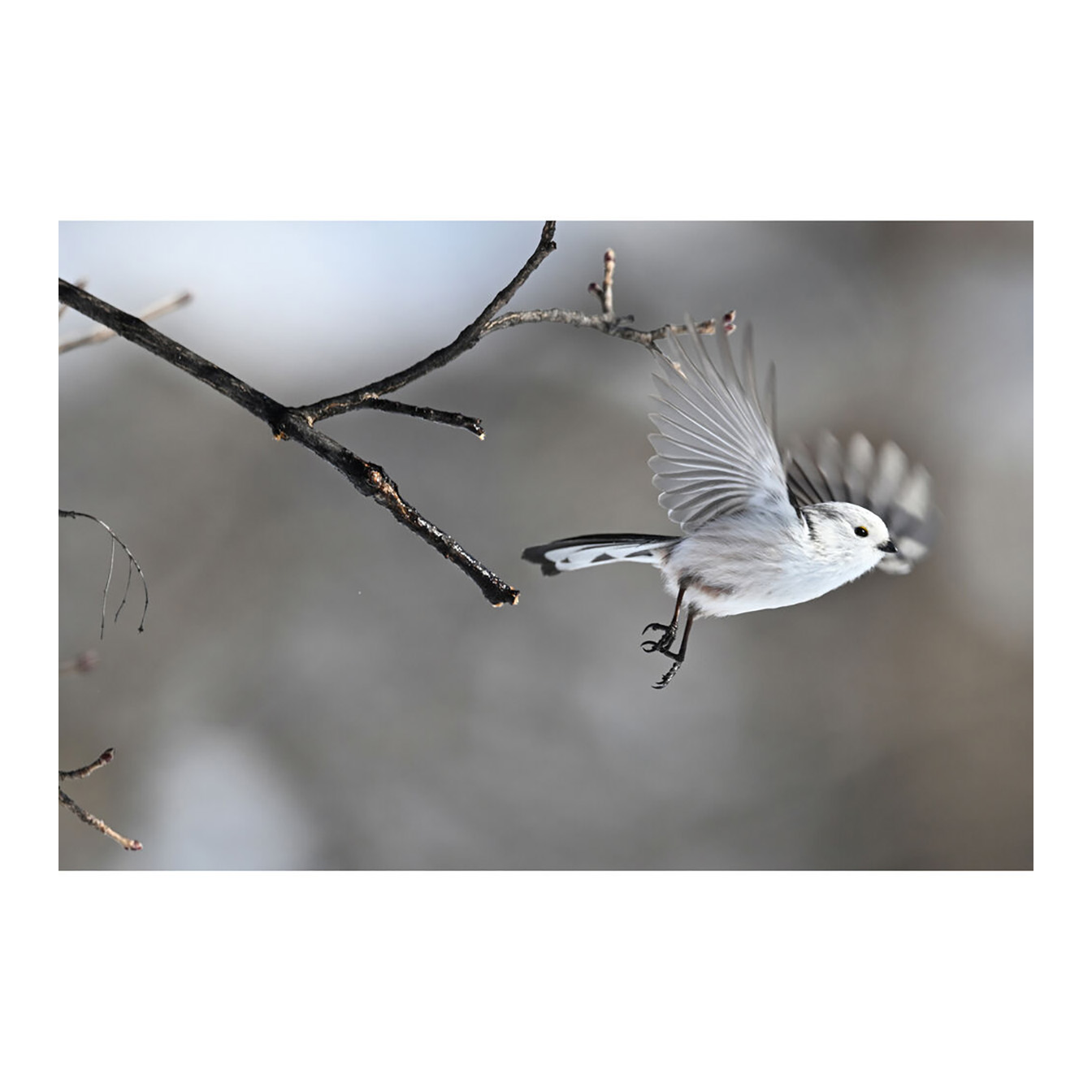 Nikon Z6 III Mirrorless Camera - Image 24