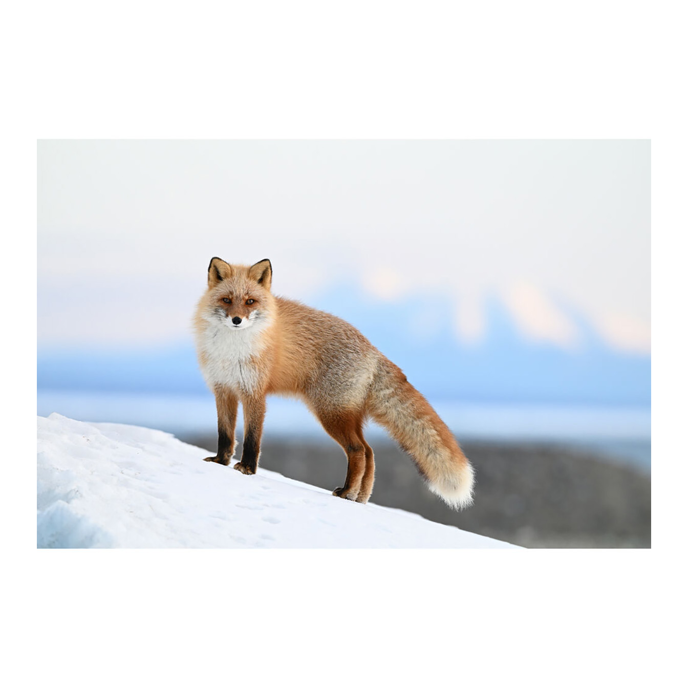 Nikon Z6 III Mirrorless Camera - Image 25