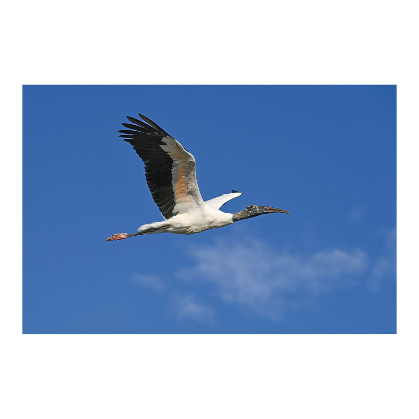 Nikon Z6 III Mirrorless Camera - Image 28