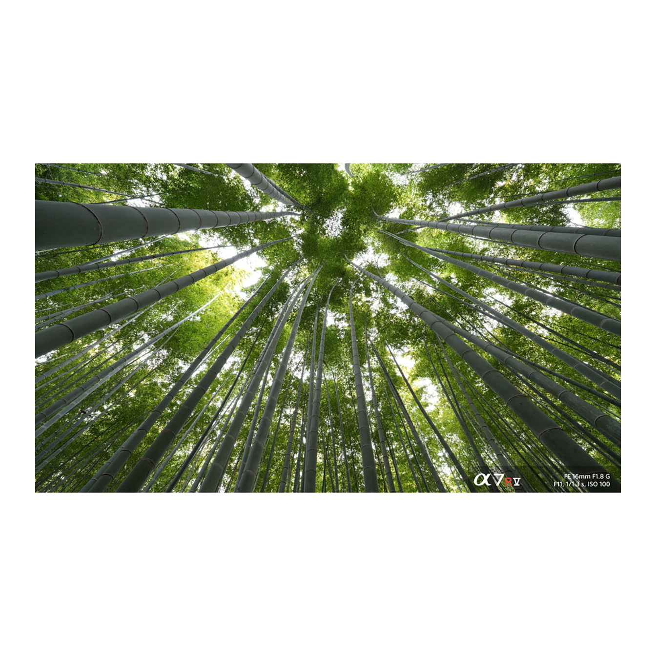 Sony FE 16mm f/1.8 G Lens (Sony E) - Image 23