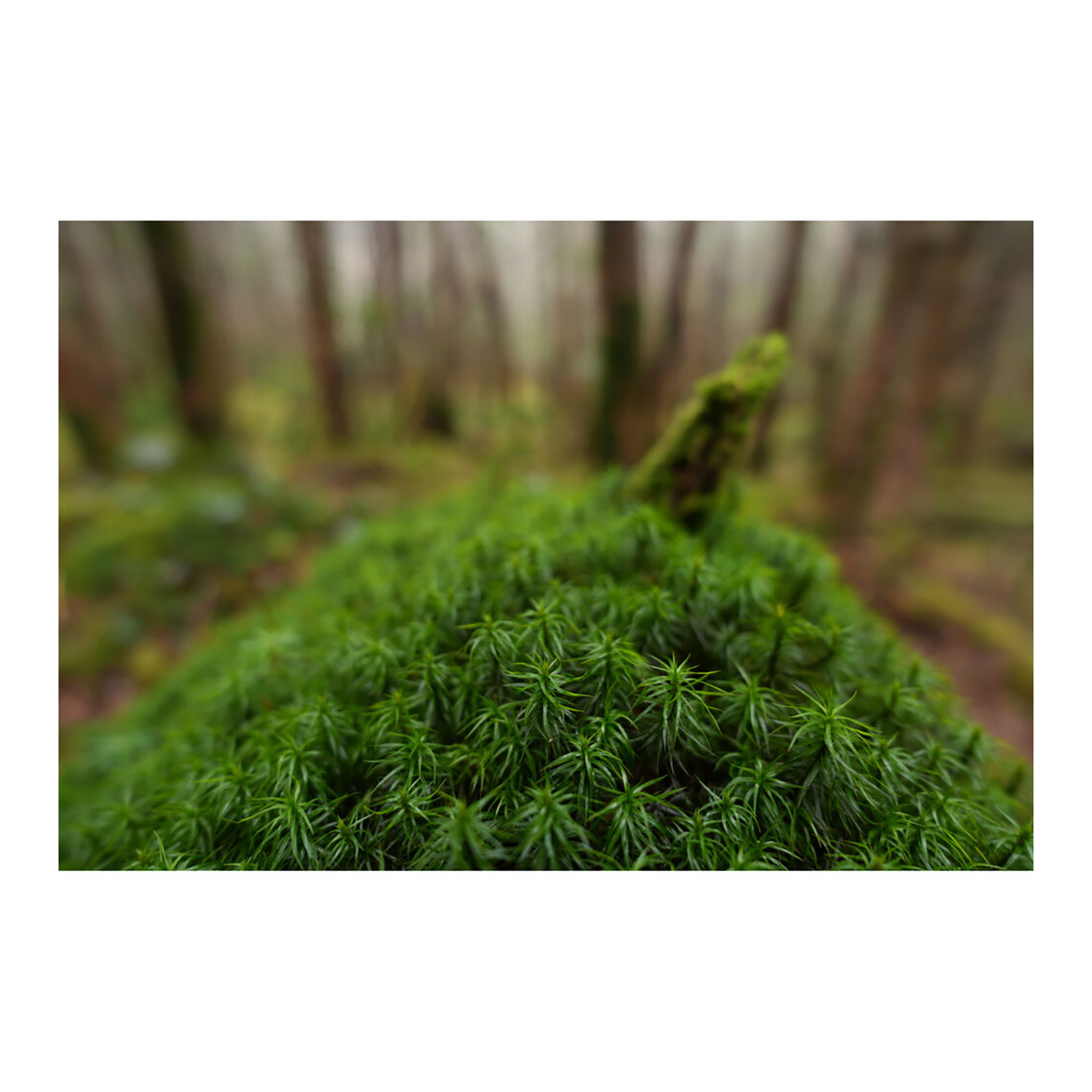 Sony FE 16mm f/1.8 G Lens (Sony E) - Image 29