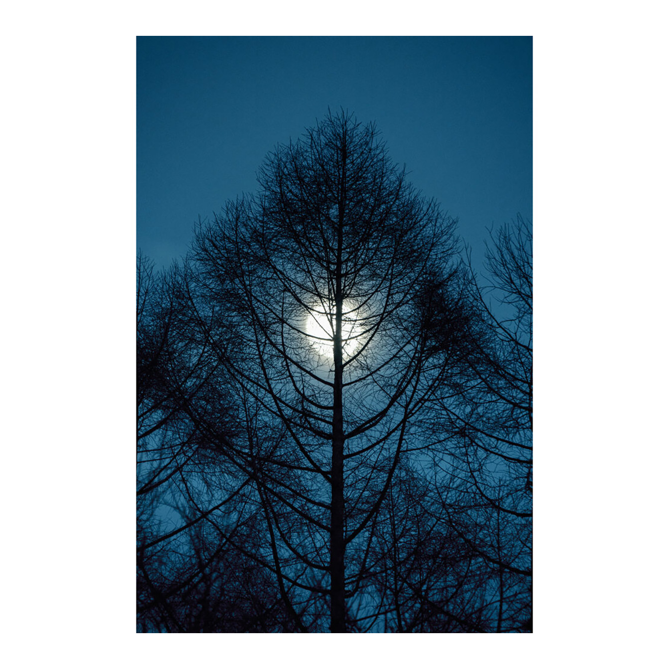 Sigma 16-300mm f/3.5-6.7 DC OS Contemporary Lens (FUJIFILM X) - Image 16