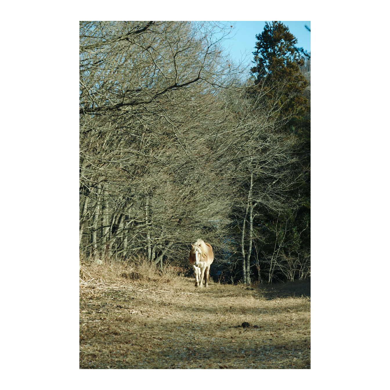 Sigma 16-300mm f/3.5-6.7 DC OS Contemporary Lens (FUJIFILM X) - Image 18