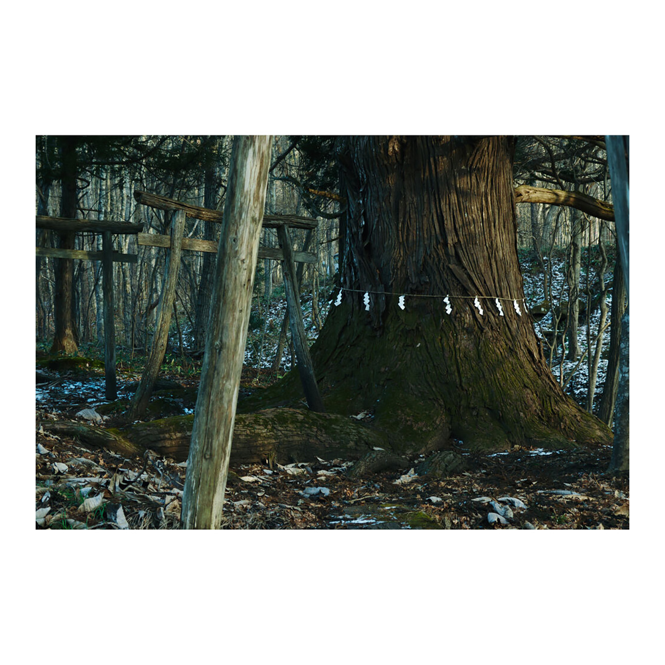 Sigma 16-300mm f/3.5-6.7 DC OS Contemporary Lens (FUJIFILM X) - Image 24