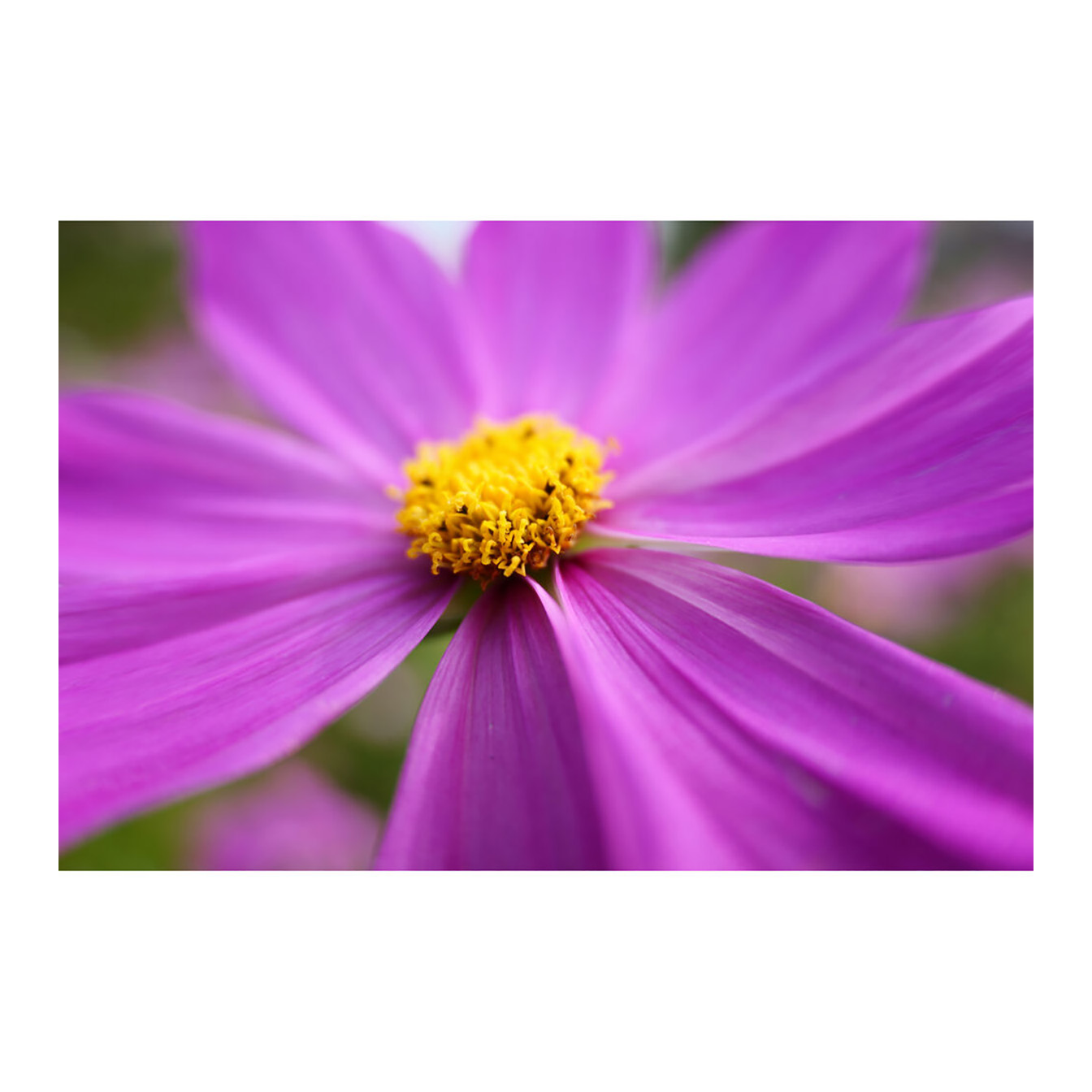 Panasonic Lumix S 28-200mm f/4-7.1 MACRO O.I.S. Lens (L-Mount) - Image 9