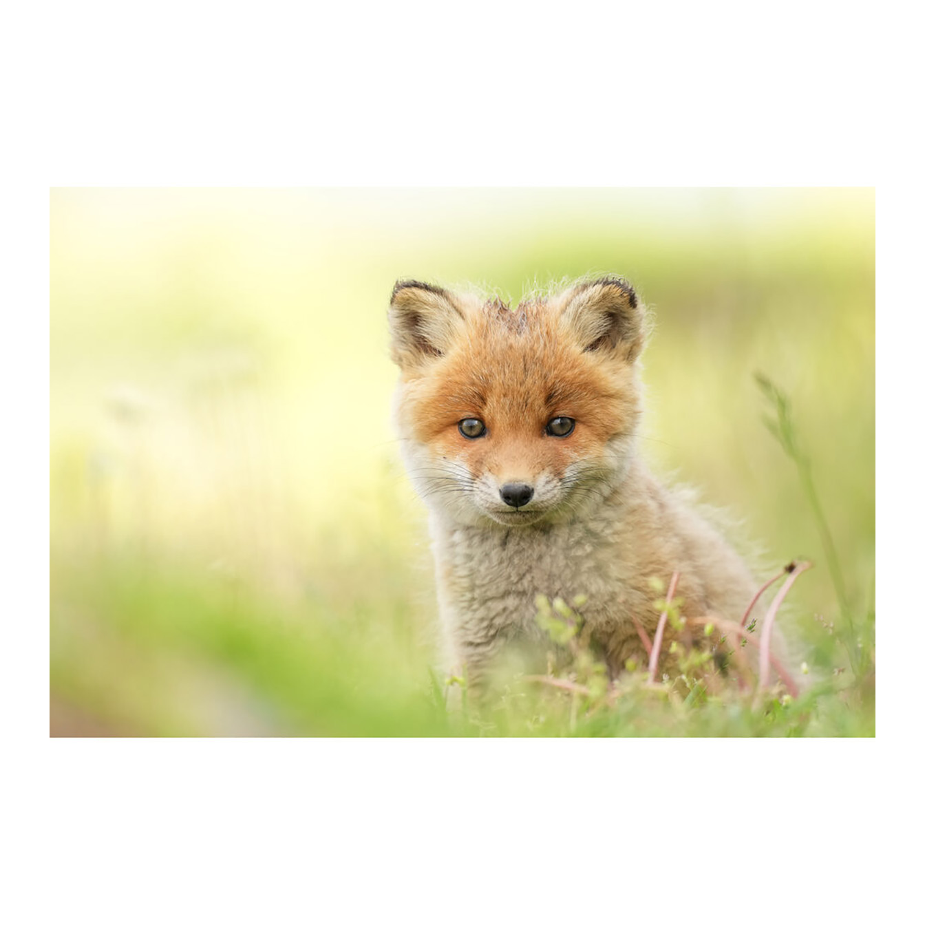 Sony FE 400mm f/4.5 GM OSS Lens (Sony E) - Image 30