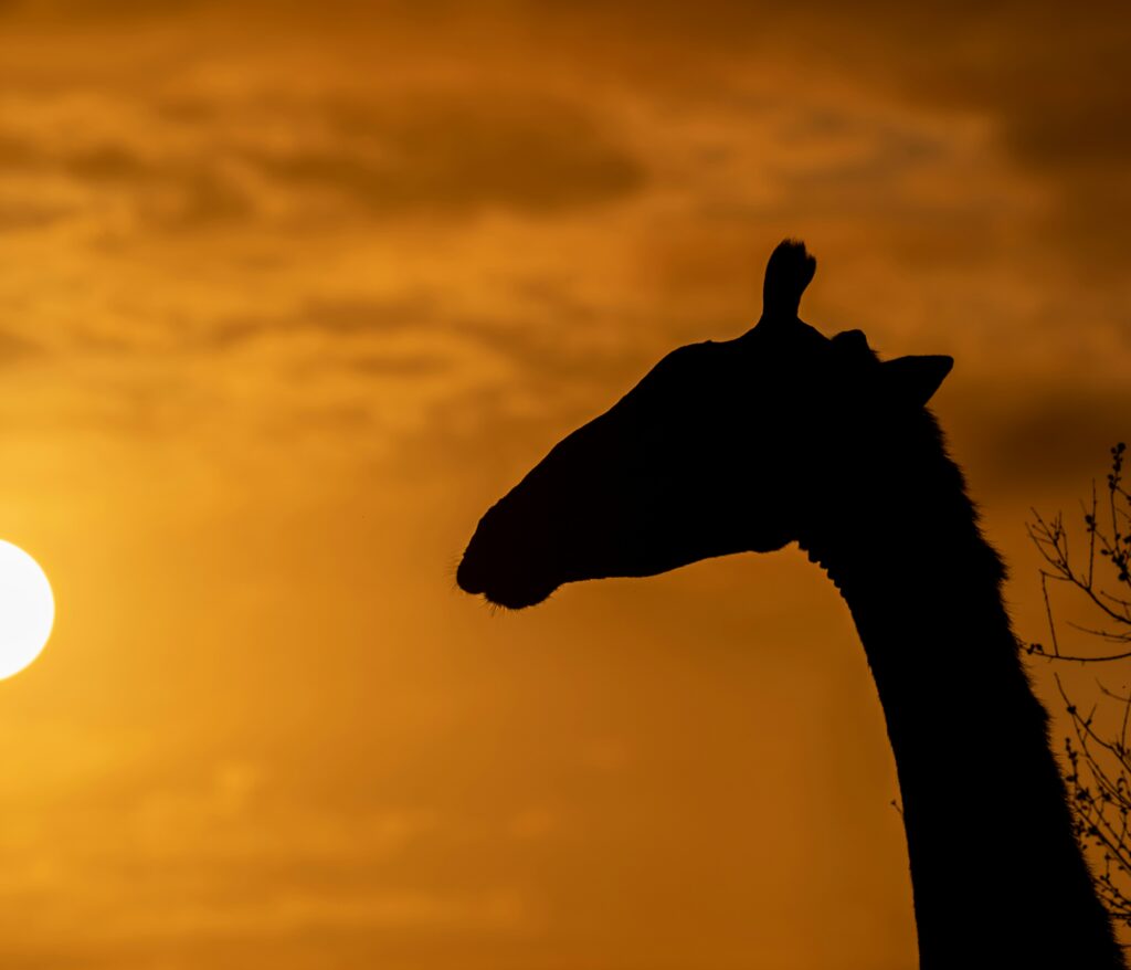 bob brewer cAILmBAq5SY unsplash